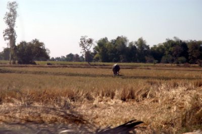 CAMPO (35)  LABRANZA